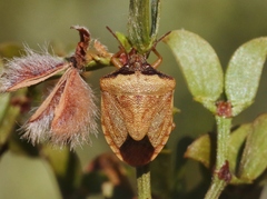 Dendrocoris contaminatus