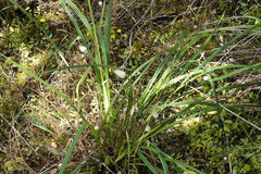 Dianella brevicaulis