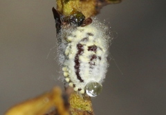 Crypticerya tabernicola