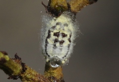 Crypticerya tabernicola