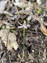 Caladenia variegata