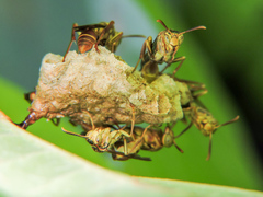Mischocyttarus angulatus