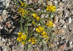 Pectis angustifolia