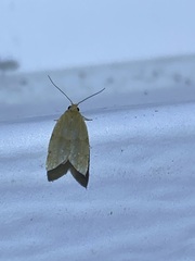 Clepsis virescana