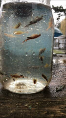 Eubranchipus oregonus