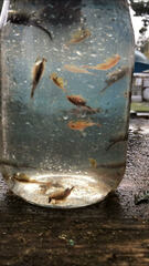 Eubranchipus oregonus