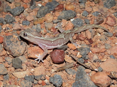 Lucasium steindachneri