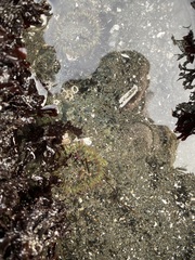 Anthopleura