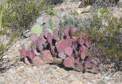 Opuntia azurea
