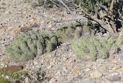 Echinocereus enneacanthus enneacanthus