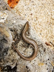 Cryptoblepharus novocaledonicus