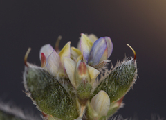 Lupinus concinnus