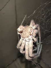 Heteropoda venatoria