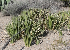Agave lechuguilla