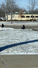 Corvus brachyrhynchos