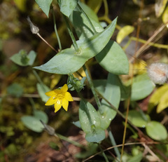 Blackstonia perfoliata