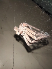 Heteropoda venatoria