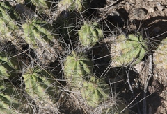 Echinocereus enneacanthus enneacanthus