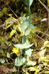 Blackstonia perfoliata
