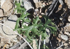 Ibervillea tenuisecta