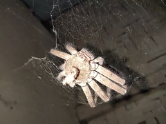 Heteropoda venatoria