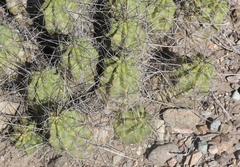 Echinocereus enneacanthus enneacanthus