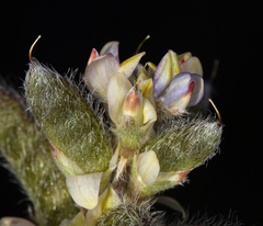 Lupinus concinnus