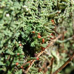 Cladonia didyma