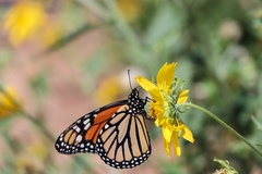 Danaus plexippus
