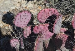 Opuntia azurea