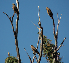 Milvus migrans affinis