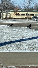 Corvus brachyrhynchos