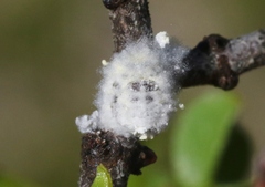 Crypticerya tabernicola