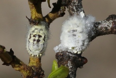 Crypticerya tabernicola