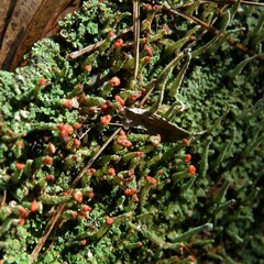 Cladonia didyma