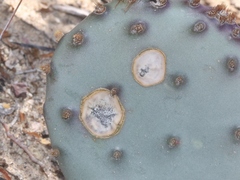 Phyllosticta concava