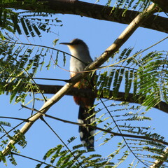 Coccyzus longirostris