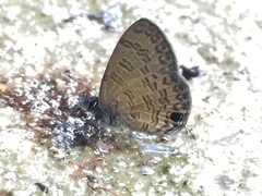 Prosotas nora superdates