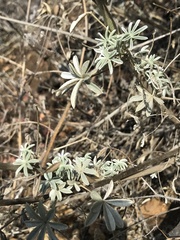 Lupinus albifrons
