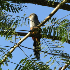 Coccyzus longirostris