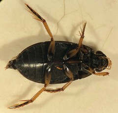 Tropisternus sublaevis