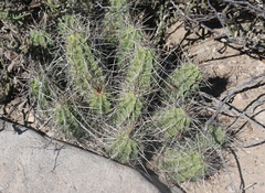 Echinocereus enneacanthus enneacanthus