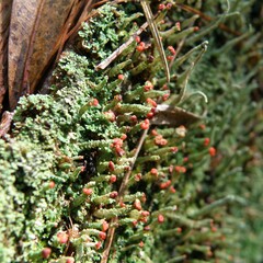 Cladonia didyma