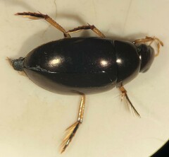 Tropisternus sublaevis