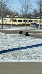 Corvus brachyrhynchos