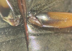 Tropisternus sublaevis