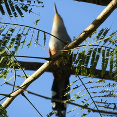 Coccyzus longirostris