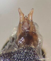Tropisternus sublaevis