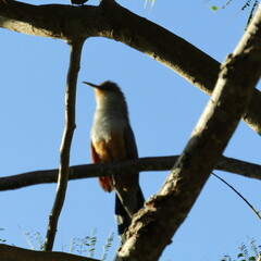 Coccyzus longirostris