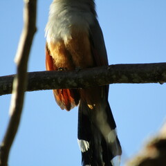 Coccyzus longirostris